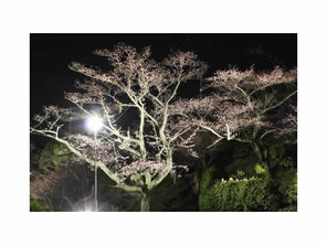 桜ライトアップ「花灯路」
