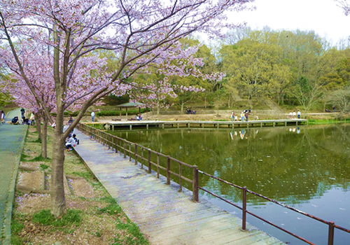 桜や紅葉の人気スポット。野鳥や植物がたくさんの自然あふれる公園