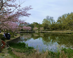 人気の桜花見スポット、紅葉スポットの公園｜神戸市須磨区「奥須磨公園」の風景画像。