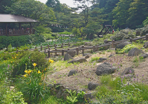1500種の高山植物や寒冷地植物を鑑賞できる歴史ある神戸の高山植物園